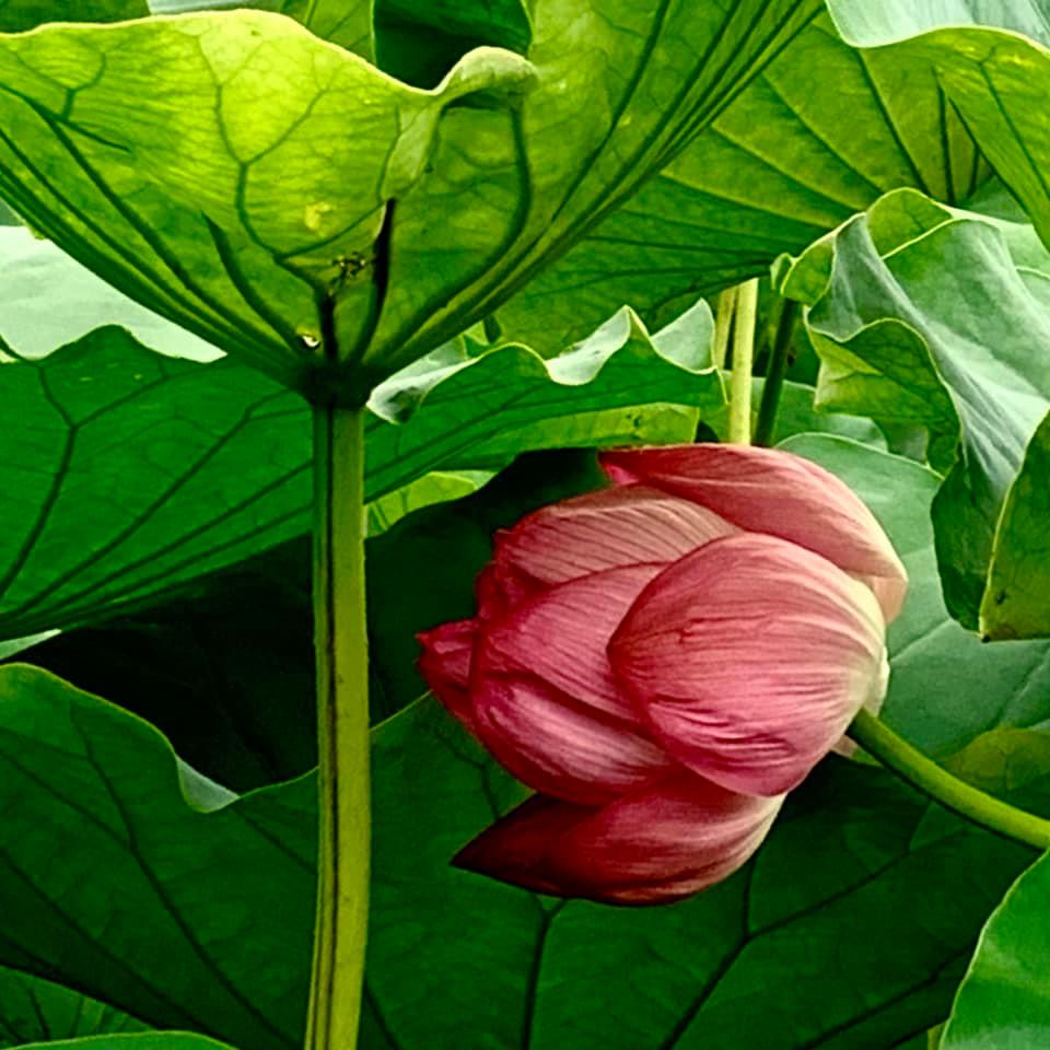 Lotus　